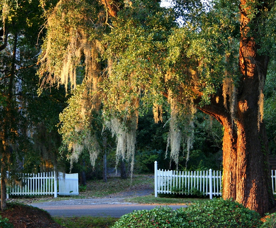 South carolina tree organic