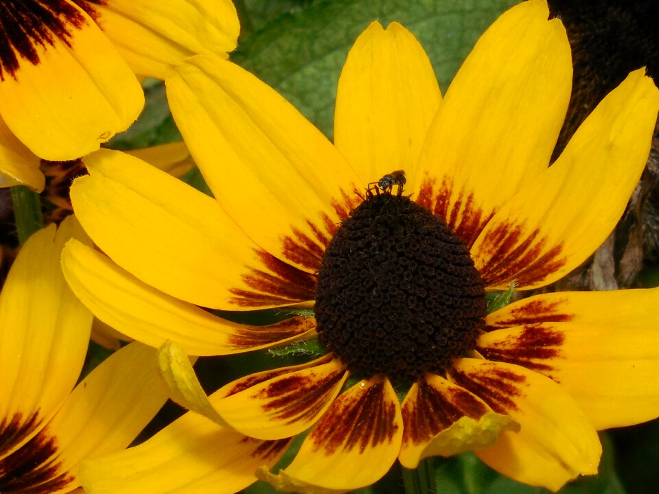 Black-eyed susan summer