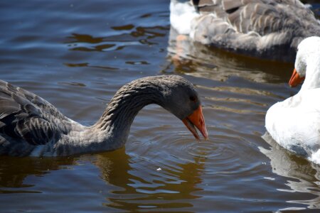 Duck oca animal photo