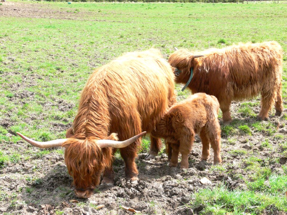 Young animal suckle highlands