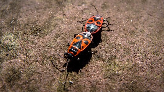 Red beetle close up stone