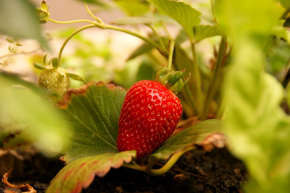 Food fruits mood