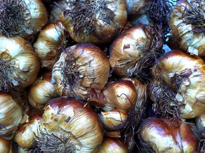 Sharp tuber smell