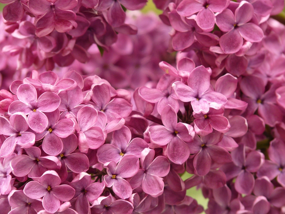 Bush plant violet