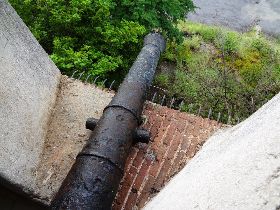Cannon cactus curacao