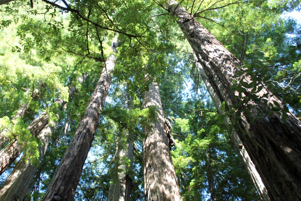 Forest outdoors nature