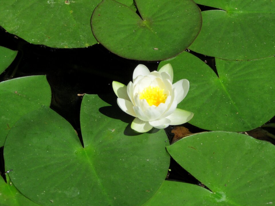 Body of water flower reflection