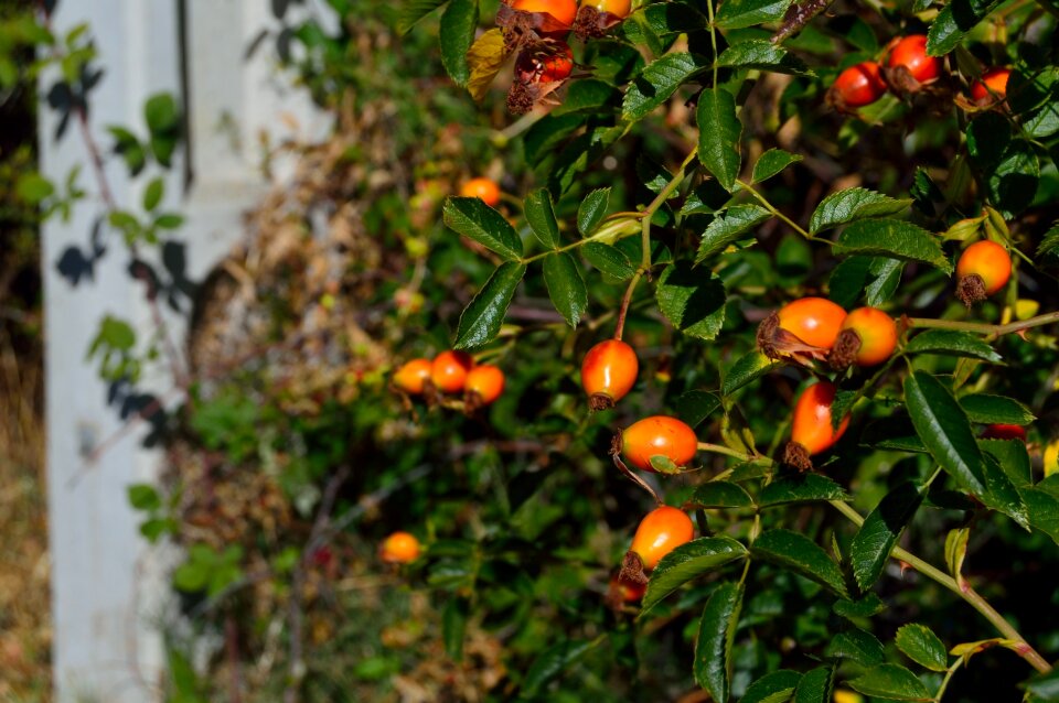 Garden plants flowers