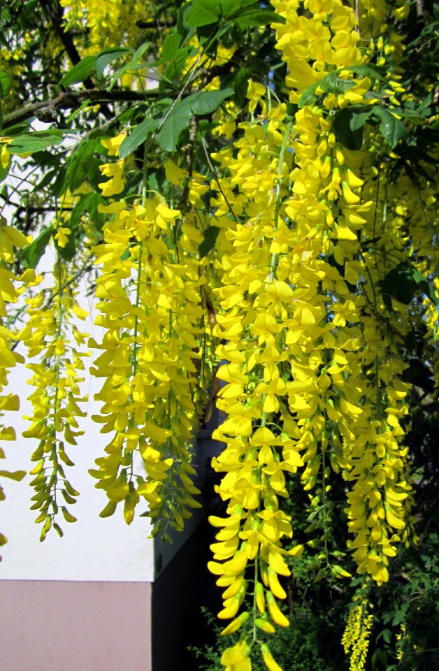 Yellow golden chain anagyroides