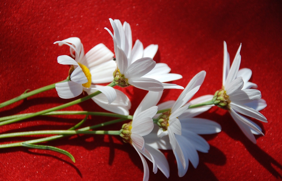 Daisy red background