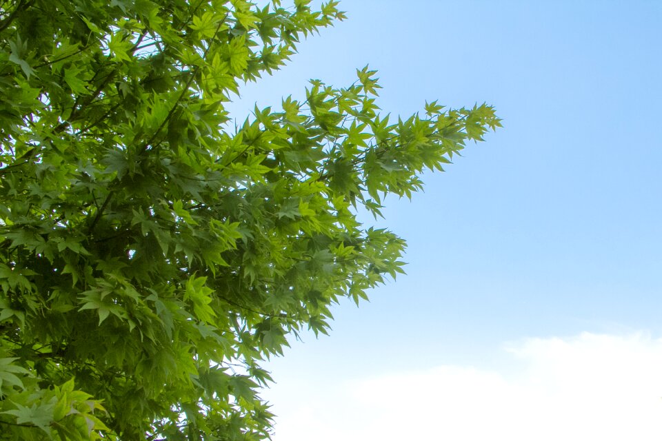 Plant tree green leaf