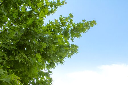 Plant tree green leaf
