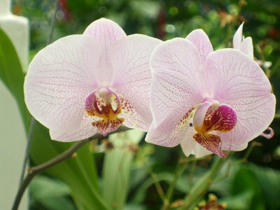 Plant pink orchid orchid flower