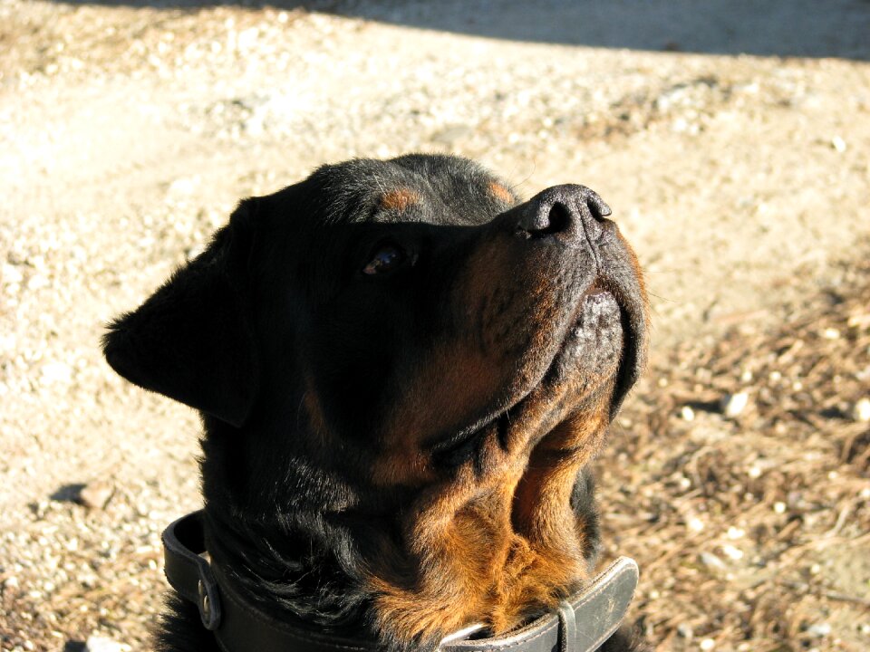 Drawn up fier the face of dog