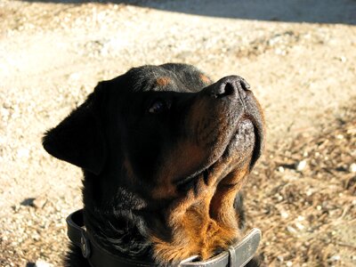 Drawn up fier the face of dog