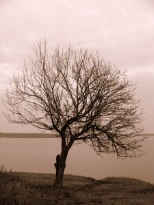 Wilderness lonely grey