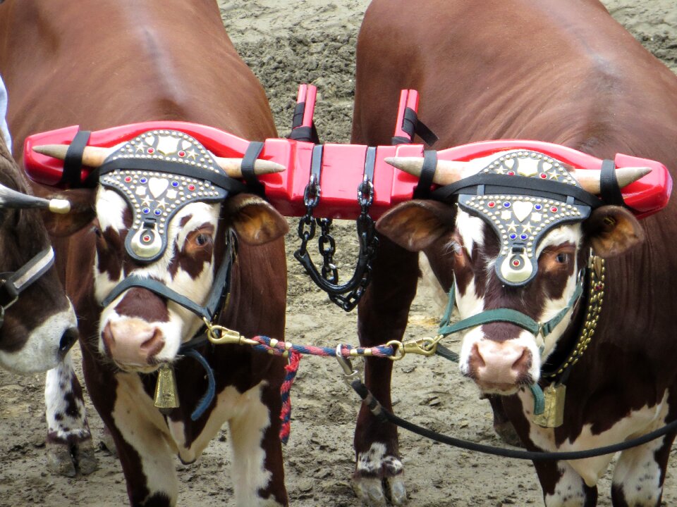 Bull power agriculture