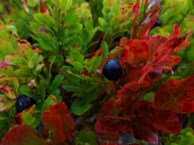 Forest garden fruit