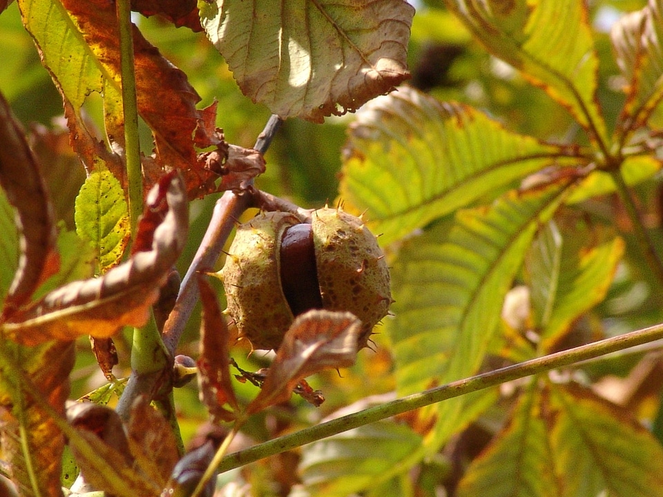 Tree chestnut tree autumn