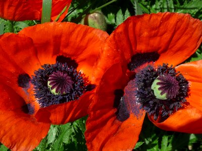 Flower garden petal