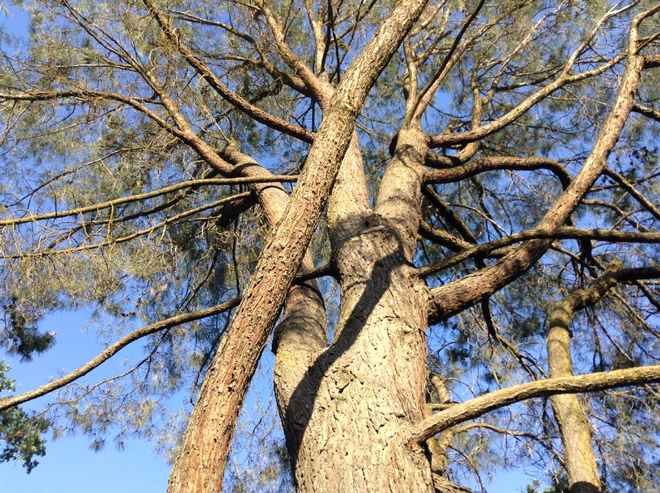 Tree silhouette wood photo