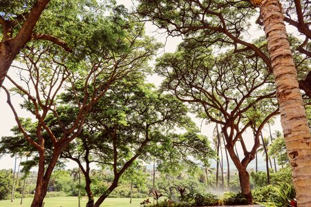 Green nature background plant