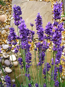 Purple mauve flowers photo