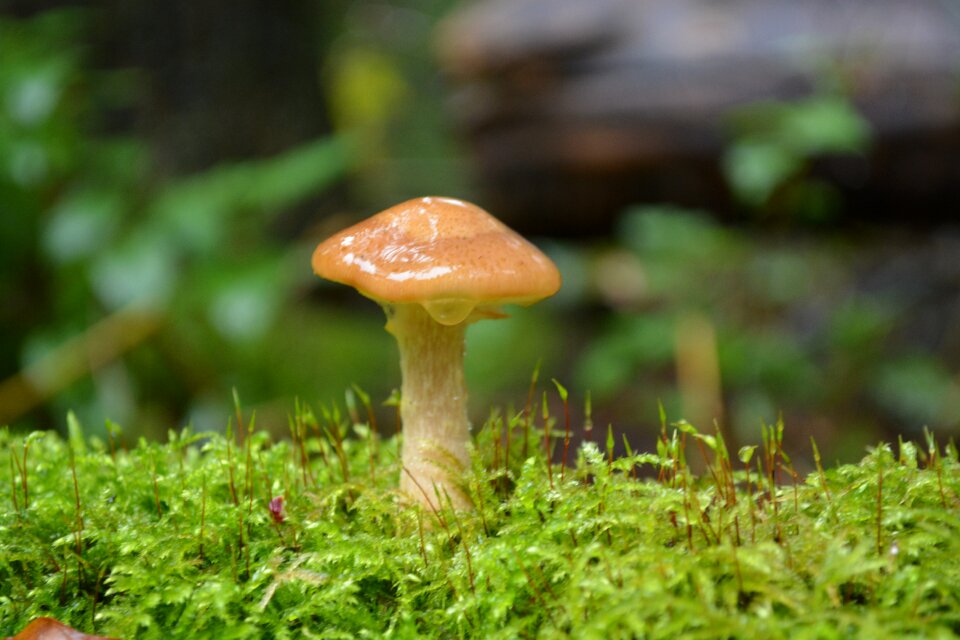 Nature forest forest floor