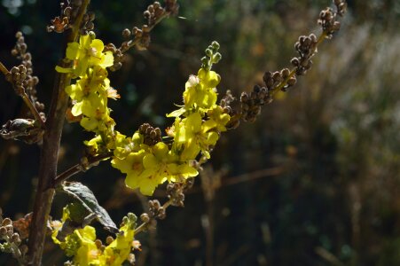 Garden plant yellow yellow flower