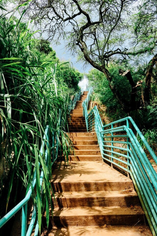 Staircase nature trees