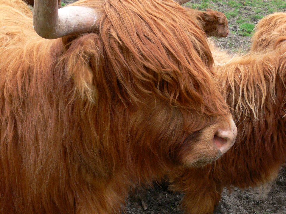 Young animal highlands horns