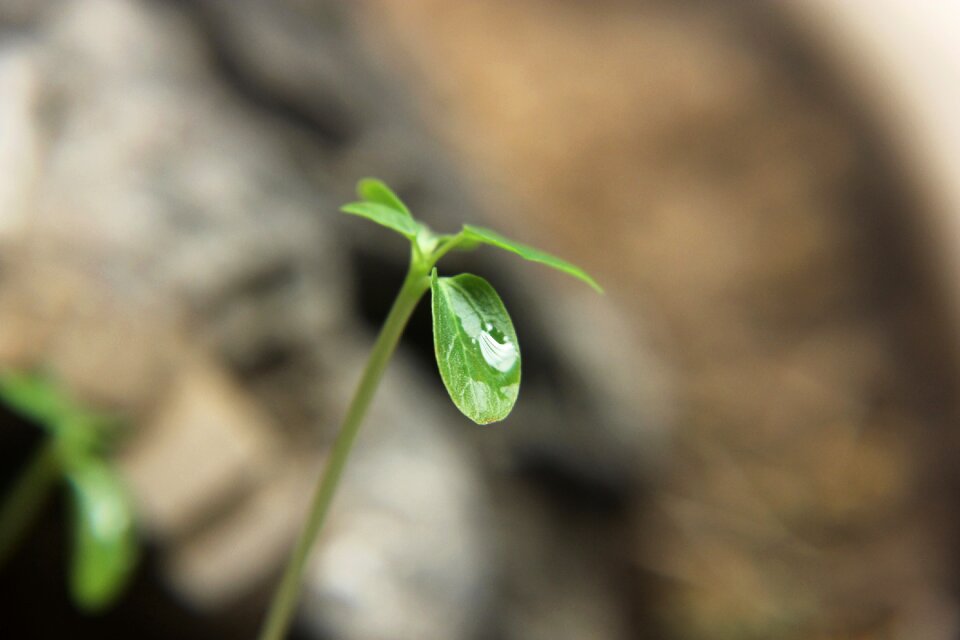 Green plants green plant