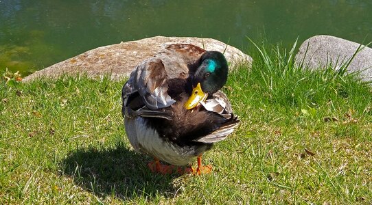 Lake water water animal photo