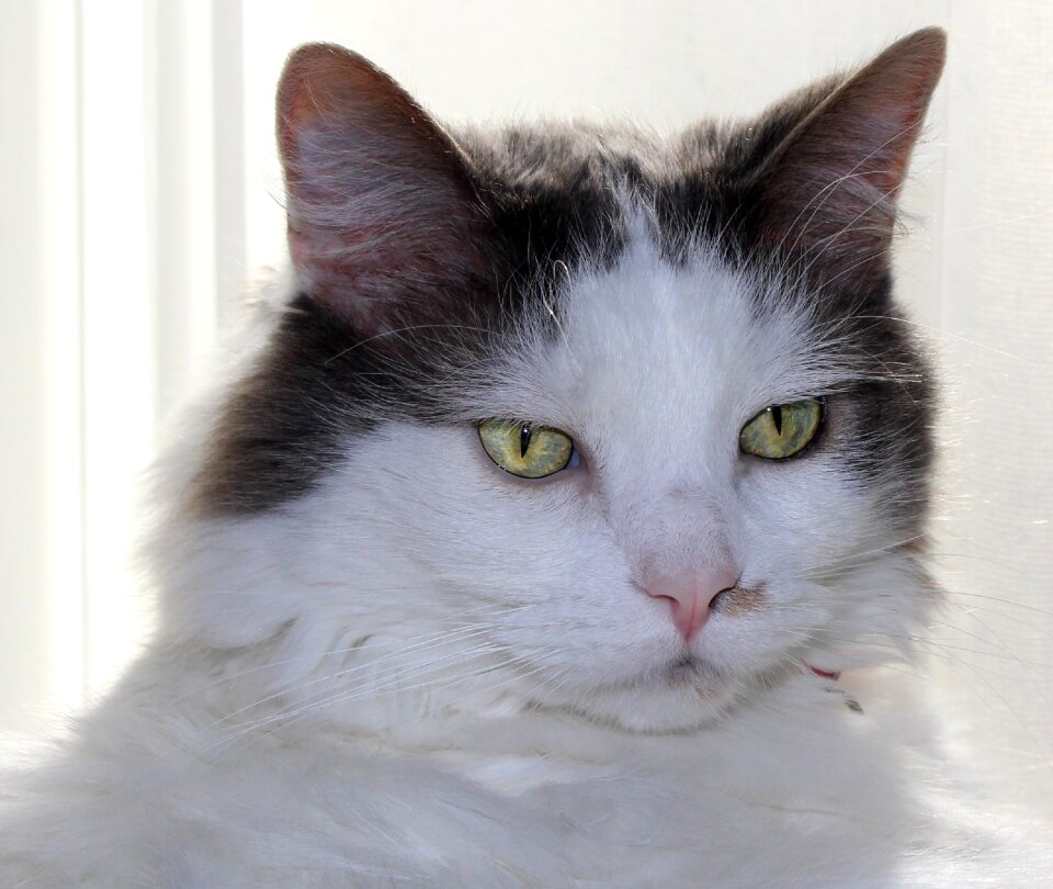 Adorable domestic fuzzy