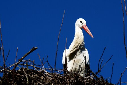 Bird nature animals photo