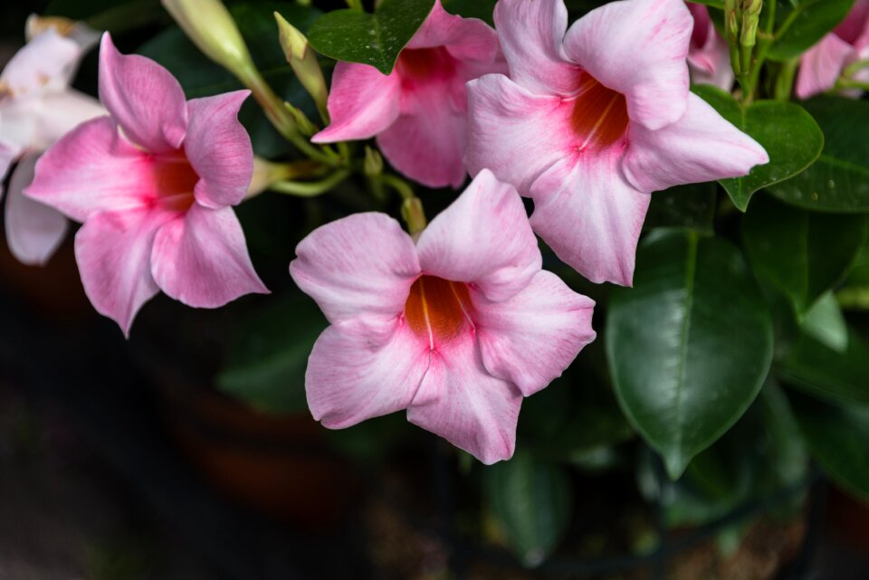 Flower garden pink flowers