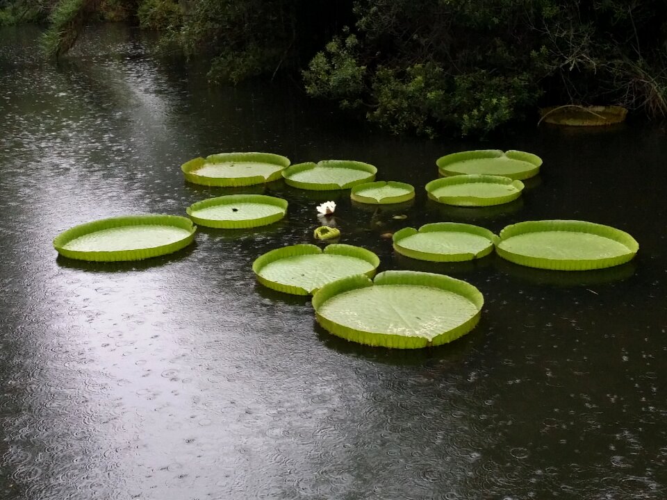 Aquatic rain pond