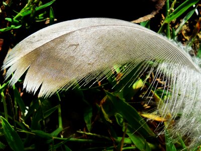 White light bird photo