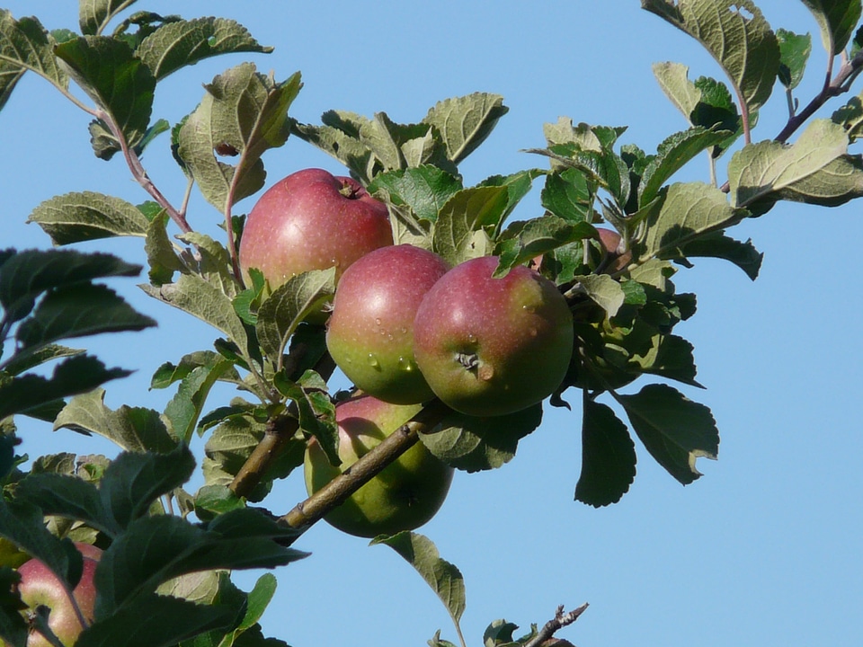 Autumn vitamins fresh