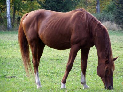 Horse brown horse grazing horse