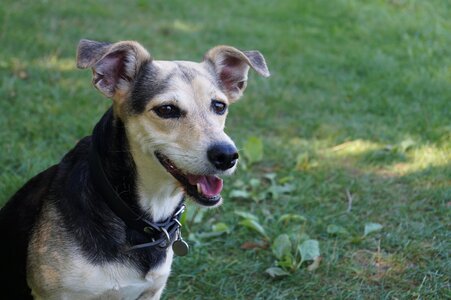 Happy dog blend dachshund photo