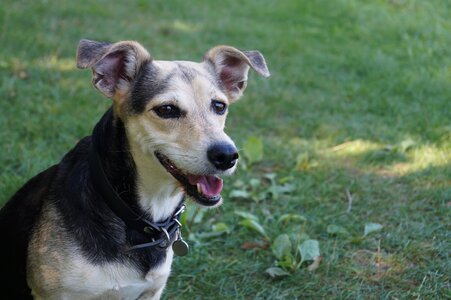 Happy dog blend dachshund