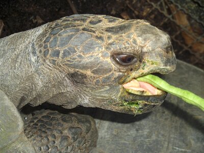 The animal eats tortoise turtle head