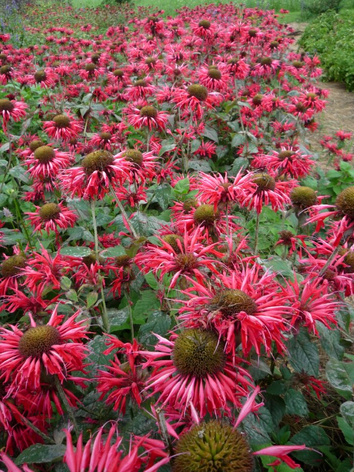 Monarda bergamot mint mint