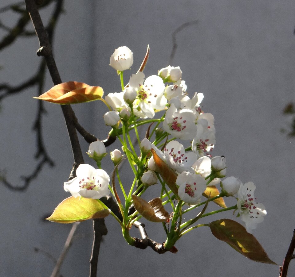 Spring flowering twig flowers