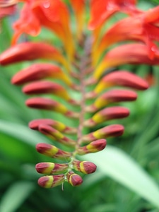 Flowers close up plant