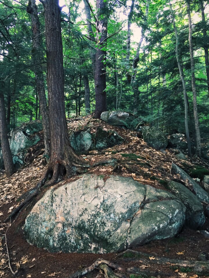 Tree roots forest landscape environment