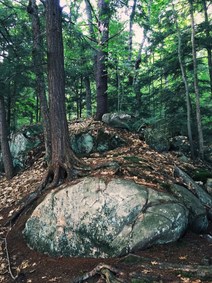 Tree roots forest landscape environment photo