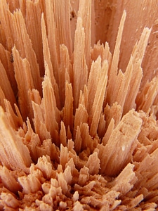 Wood cutting macro close up