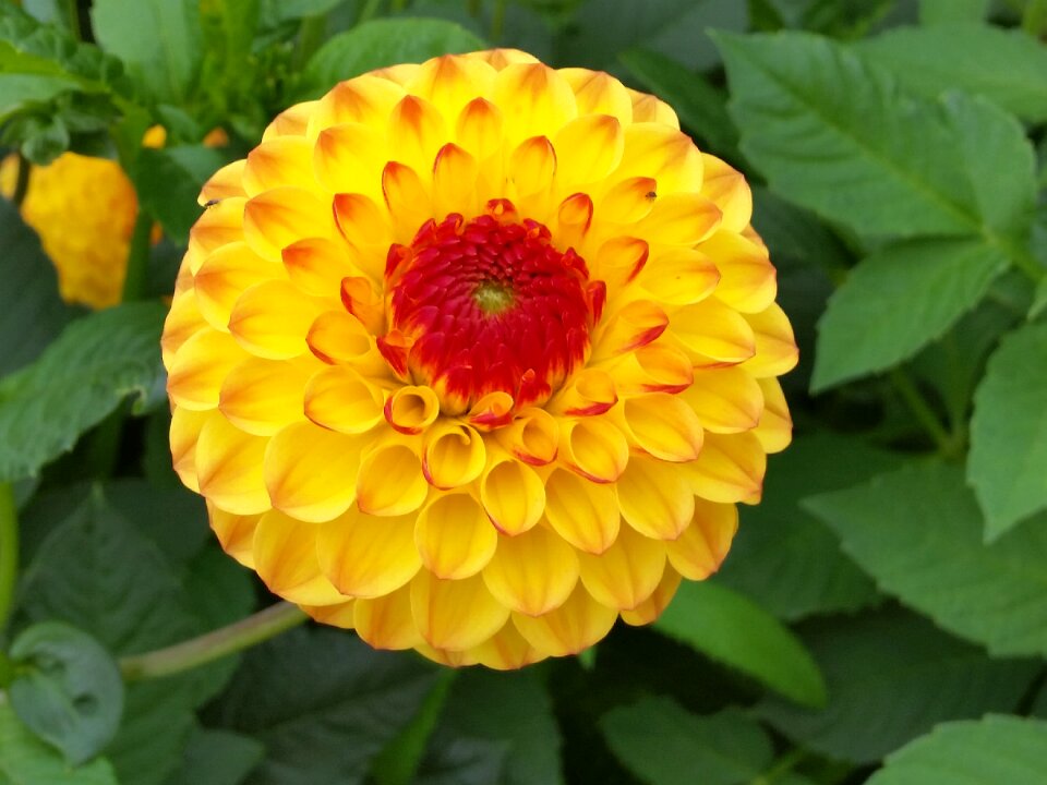 Nature garden autumn